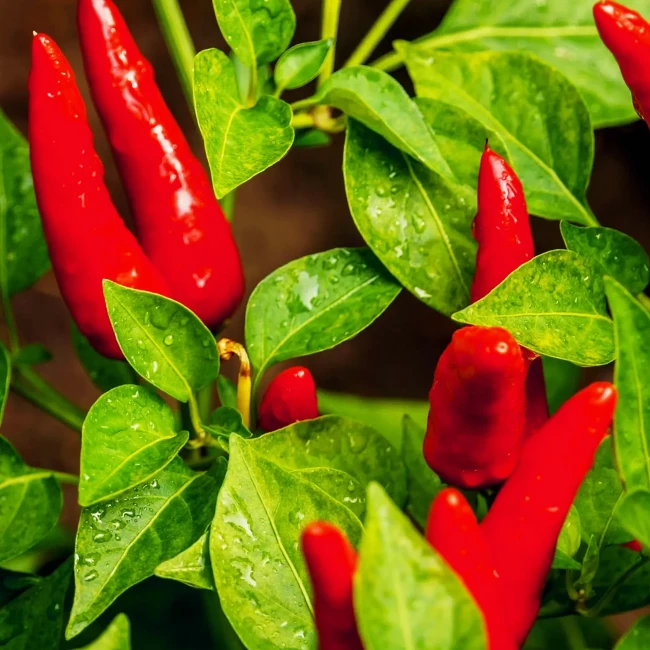 Рассада. Перец острый красный