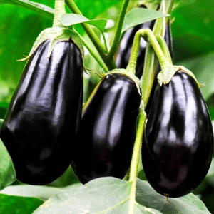 Рассада. Баклажан