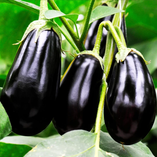 Рассада. Баклажан