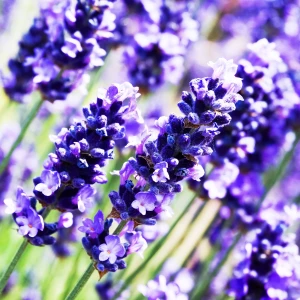 Рассада. Лаванда